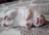 Schlafender Hamster