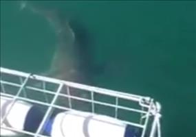 Weißer Hai greift Käfig an