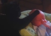 Katze bringt Baby zum einschlafen