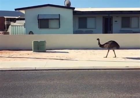 Elegant schreitet das Emu