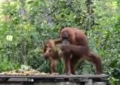 Orang-Utan nimmt den Mund zu voll