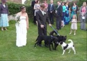 Hunde auf Hochzeit