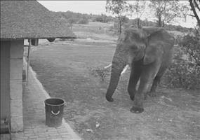 Elefant räumt Müll weg