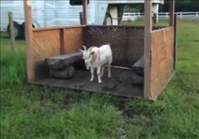 Ziege mit Grasphobie