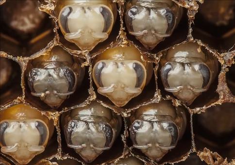 Die Geburt einer Biene im Zeitraffer