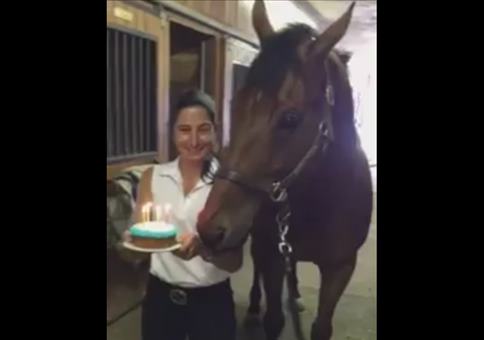Pferd bekommt eine Geburtstagstorte