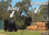 Fake Gorillas im Zoo