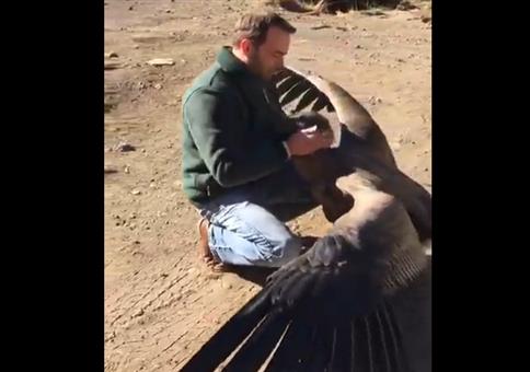 Kondor bedankt sich bei seinem Retter