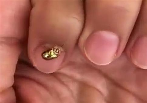 Dieser Käfer ändert seine Farbe von gold zu rot