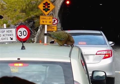 Dieser Vogel zerlegt die Autos