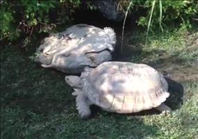 Hilfsbereite Schildkröte