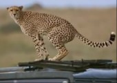 Leopard scheißt auf Doku-Filmteam