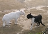 Catfight