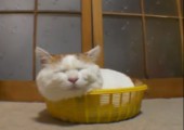 Diese Katze träumt von Tunfisch in Dosen