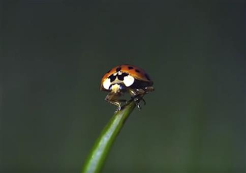 Marienkäfer beim Start in Super SlowMo
