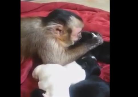 Äffchen kümmert sich liebevoll um kleine Welpen