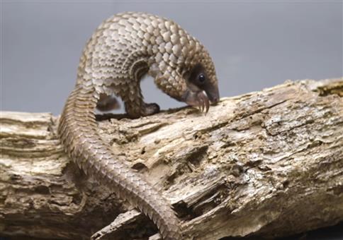 Ein Pangolin