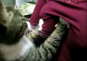 Tittengrapschende Katze