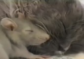 Katze und Maus - Schläfrige Freunde