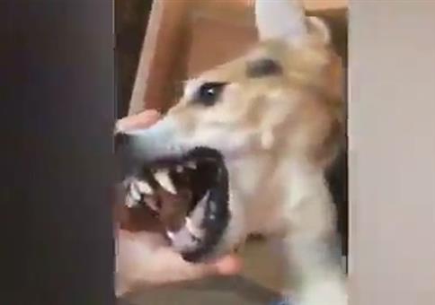 Tierisches Rammstein