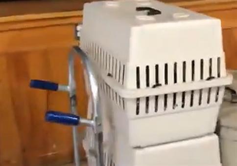 Papagei schreit wie Baby