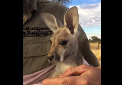 Kleines Waisen-Känguru