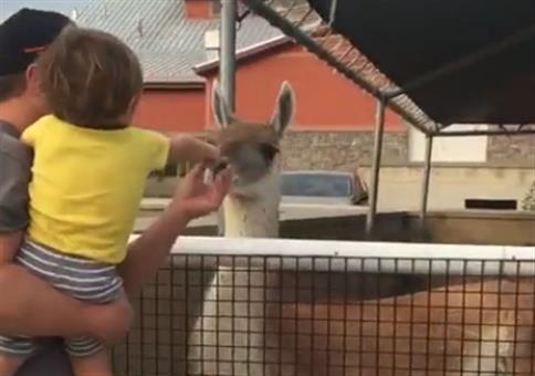 Lama mit Abschiedsgeschenk