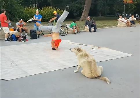 Breakdance Hund