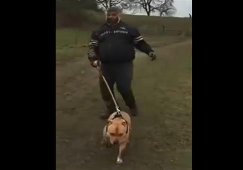 Vorsicht vor den Kuhfladen beim Gassi gehen