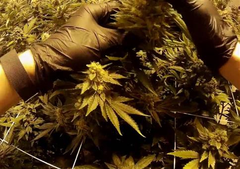 Ein typischer Arbeitstag eins Cannabis Gärtners