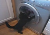 Katze vs. Waschmaschine