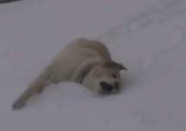 Hunde haben Spass im Schnee