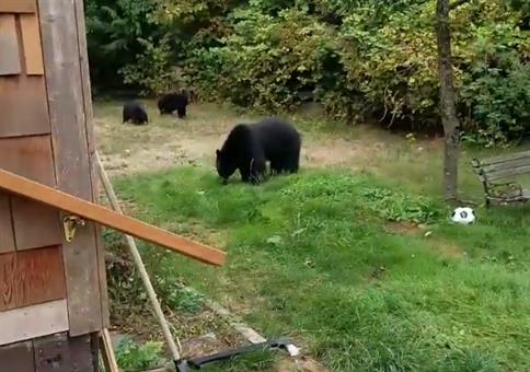 Kanadier bittet Bären aus seinem Garten