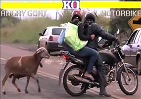 Street Fighter – Angry Goat Edition