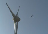 Geier vs. Windkraftanlage