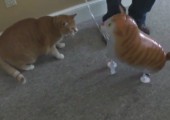 Katze hasst Katzen-Ballon