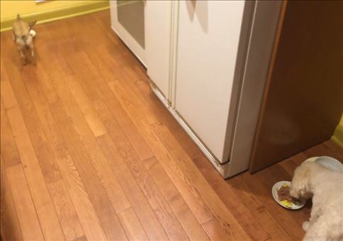 Hund möchte nicht alleine essen