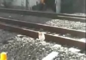 Die langsamste Katze der Welt