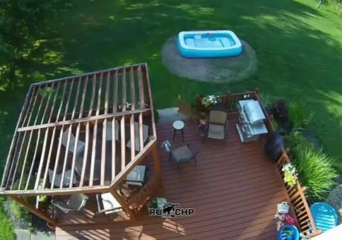 Sie sind rot und wild