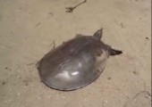 Verdammt schnelle Schildkröte