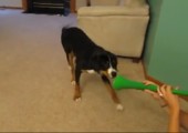 Hund vs. Vuvuzela
