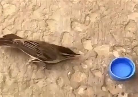 Dem Piepmatz Wasser geben