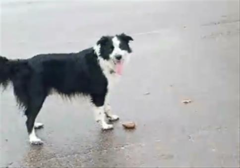 Dieser Hund braucht nur einen Stein um glücklich zu sein