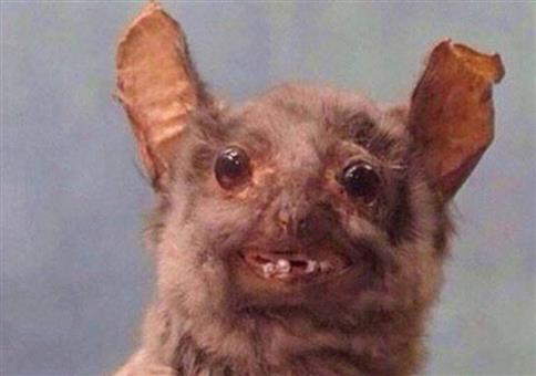 Hornoxe.com - Picdump #565