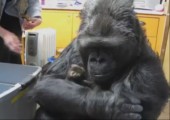 Gorilla und Katzenbabys