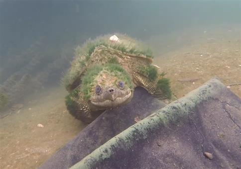 Eine uralte Schnappschildkröte sagt mal kurz Hallo