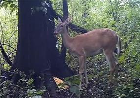 Neulich im Wald - Der Klang der Natur
