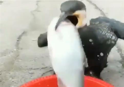 Wenn der Vogel so richtig Hunger hat