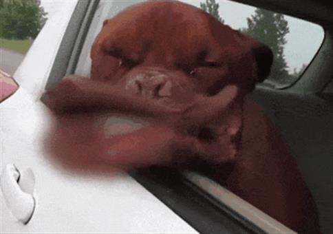 Hornoxe.com - Gifdump #311 - Animierter Picdump