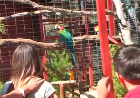 Dem Papagei im Zoo das Sprechen beibringen